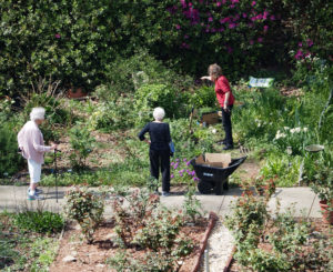 Seniors gardening in community gardens
